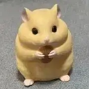 ハムスターの画像