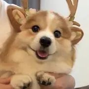 さくら