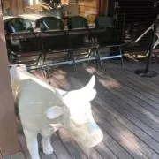 Traceyの画像