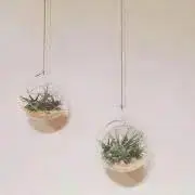 Sumireの画像