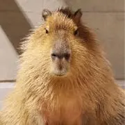 どらぐち どらぞう