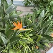 manalilyの画像