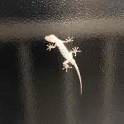 いもけんぴの画像