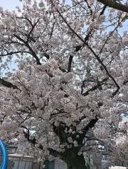 sa-chnの画像