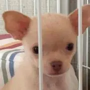 りーふの画像