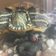 かめめのめ