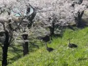 ダルくんの画像