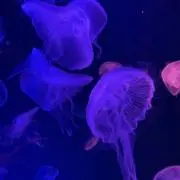 Quasarの画像