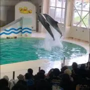 ツルの画像