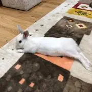ヌジャ