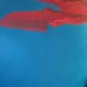 おすし