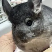めぅの画像