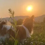 さと