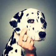 Tomの画像