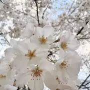 mmonoの画像