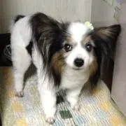 Luluの画像