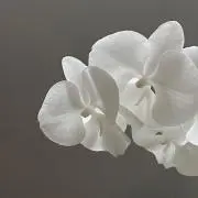 Nash‘sの画像