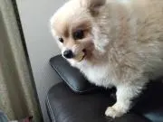 巣鴨のやまちゃん