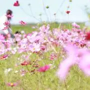 ききの画像