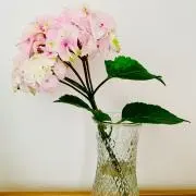 あじさいの画像