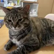 わらびの石屋さん