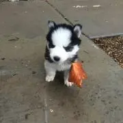 くろ