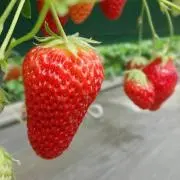 いちごっぴ