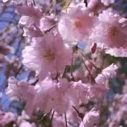 mayu+の画像