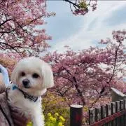 リカメイの画像