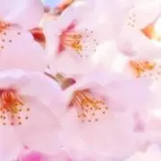 さくら