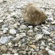 キチキチの画像
