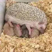 ハリネズミの画像