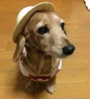 あなたの〜ベルー子、暮らしに〜ベルー子