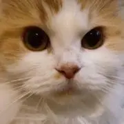 ネコネコ