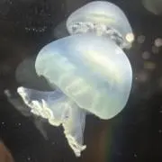 片柳達也の画像