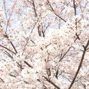 ちょこの画像