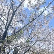 そらの画像