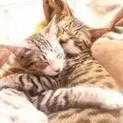cat♡の画像
