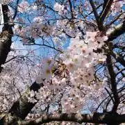 チョコ❁7/6〜11取引き出来かねますの画像