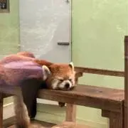 カオリックス