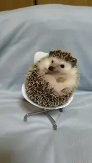 ゆずの画像