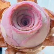 アイの画像