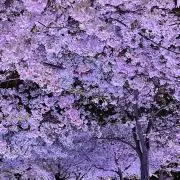 断捨離中Lala