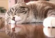 ぴーこ