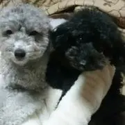 テナー