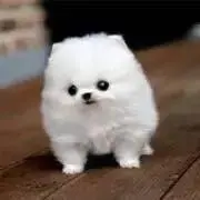 いぷーの画像