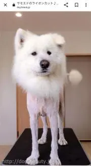 ハチの画像