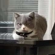 貂【一部フォロー割○】の画像