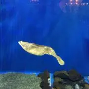 さくらんぼ