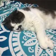 もも